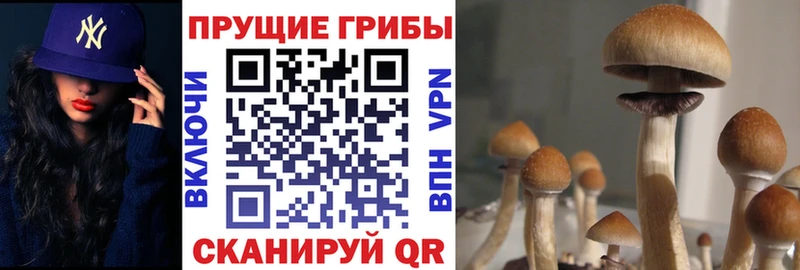 Галлюциногенные грибы Psilocybine cubensis  купить наркоту  Куртамыш 